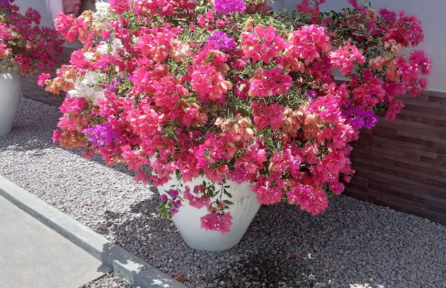 Residence Argine Apartments - Foto 27