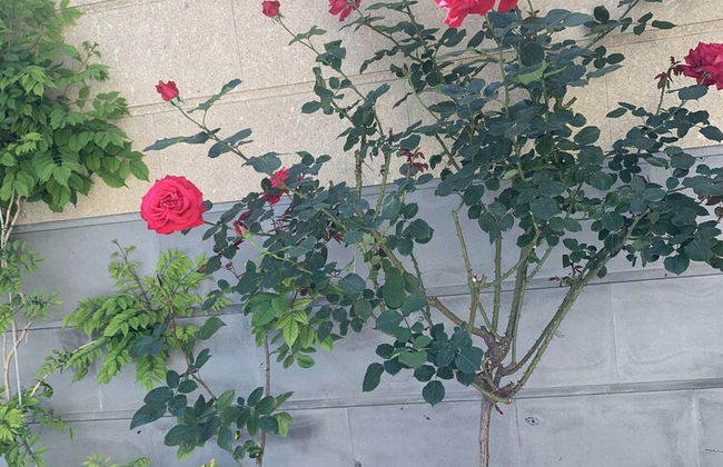 3 room apartment on Baghramyan - Foto 54