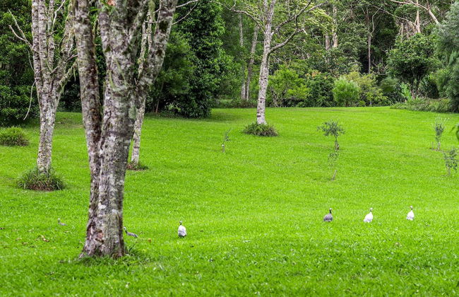 Nightcap Ridge - Foto 35