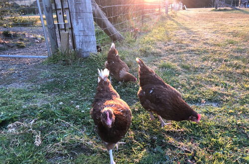 Photo 18 - Bryn Glas Farm Stay