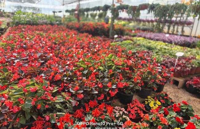 Longquan Royal Villa - Foto 27
