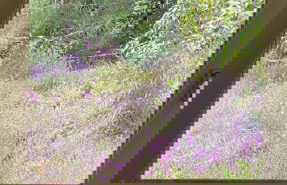 Les Hauts du Coustalier - Foto 69