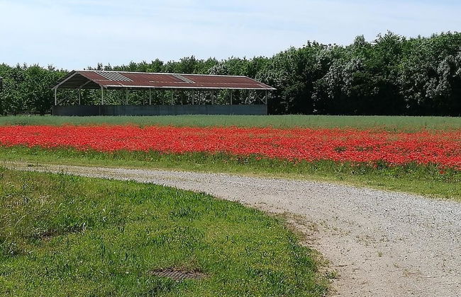 Agriturismo Ai Due Leoni - Foto 56