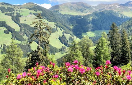 Alpbach Bergwald - Foto 56