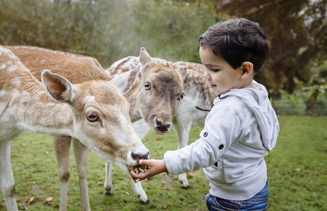 Vakantiepark Dierenbos - Foto 1