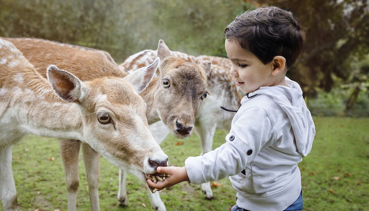 Photo 1 - Vakantiepark Dierenbos