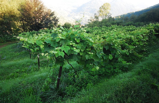 Agriturismo Al Marnich - Foto 50