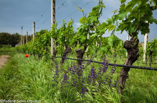 Foto 41 - Borgo San Donino - Selva Capuzza