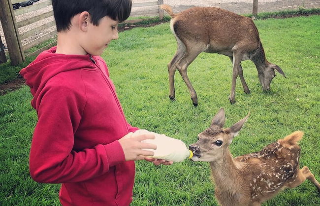 Luxury Safari Lodge Surrounded by Deer!! 'roe' - Foto 31