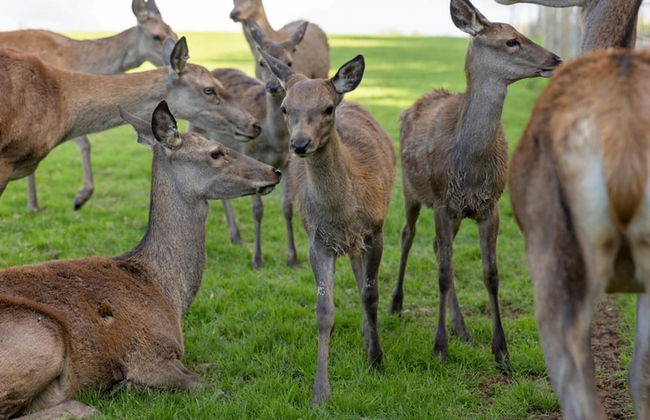 Luxury Safari Lodge Surrounded by Deer!! 'roe' - Foto 39