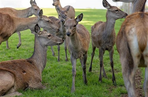 Foto 36 - Luxury Safari Lodge Surrounded by Deer!! 'roe'
