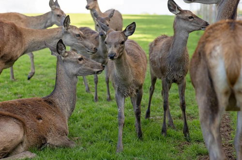 Photo 39 - Luxury Safari Lodge Surrounded by Deer!! 'roe'