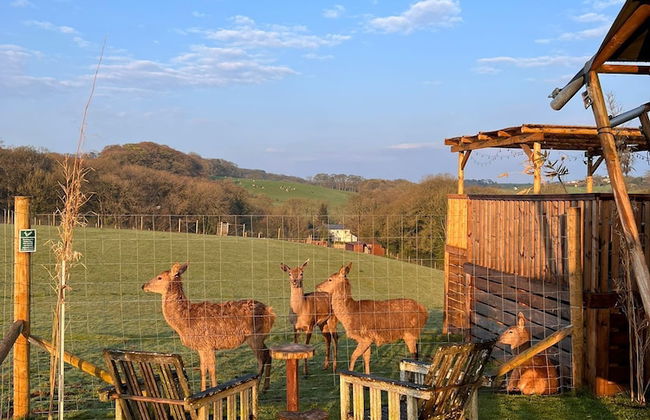 Luxury Safari Lodge Surrounded by Deer!! 'roe' - Foto 45