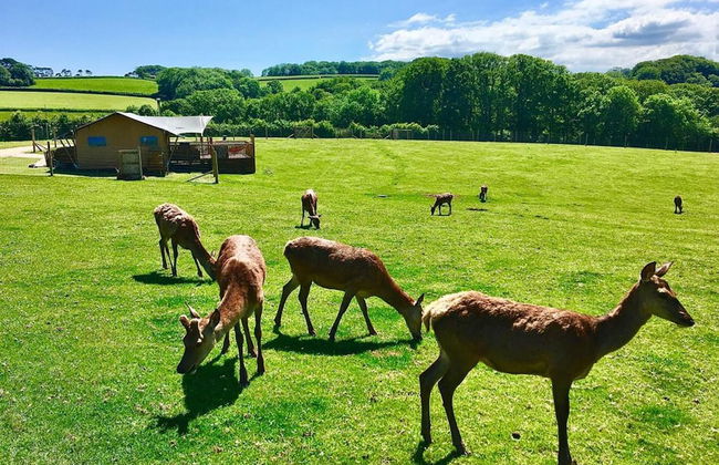 Luxury Safari Lodge Surrounded by Deer!! 'roe' - Foto 38