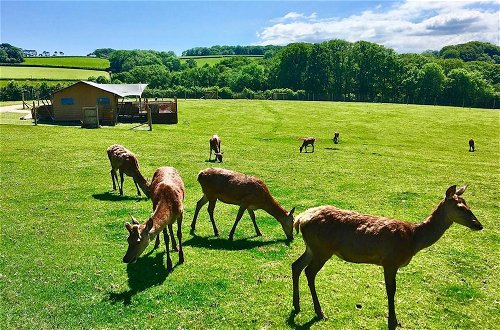 Foto 35 - Luxury Safari Lodge Surrounded by Deer!! 'roe'