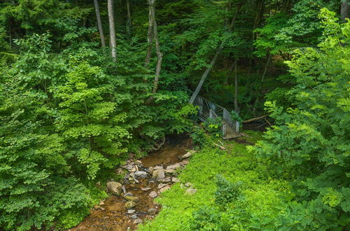 Photo 40 - Streamside