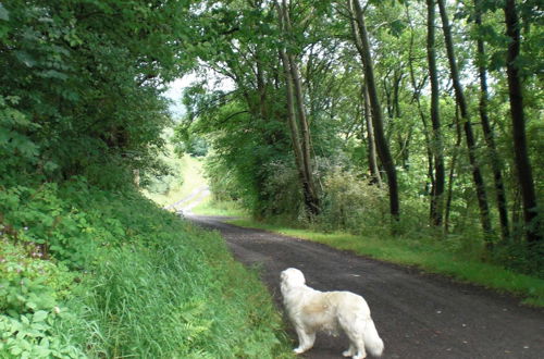 Photo 24 - Dog-friendly Holiday Home in the Knull With Covered Terrace