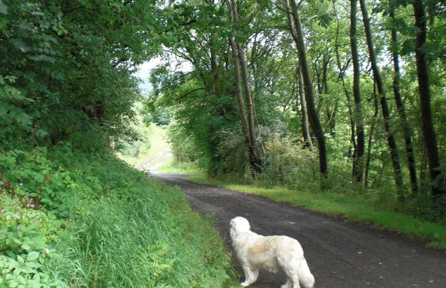 Dog-friendly Holiday Home in the Knull - Foto 26