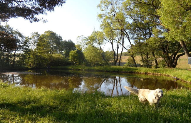 Dog-friendly Holiday Home in the Knull - Foto 31