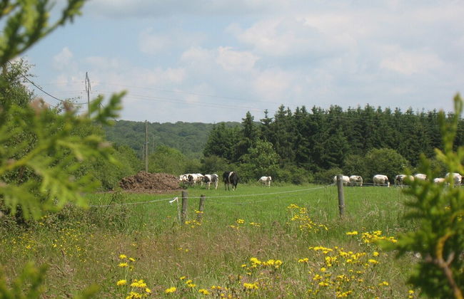 Ideal Cottage for Family & Friends Holiday - Calm in the Midst of Nature - Foto 40