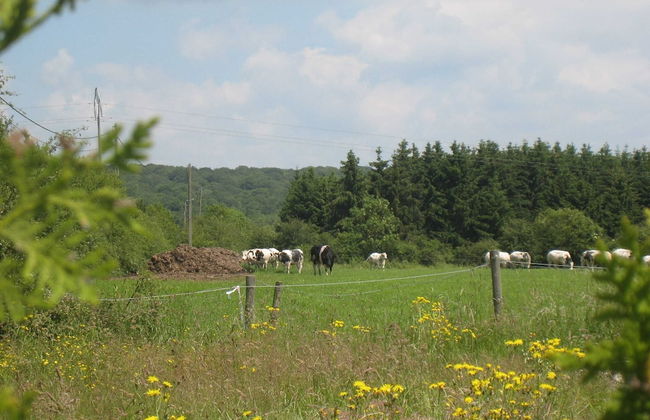 Ideal Cottage for Family & Friends Holiday - Calm in the Midst of Nature - Foto 26