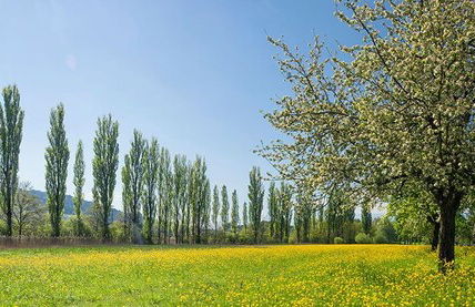 Studio directly by Lake Contance - Foto 13