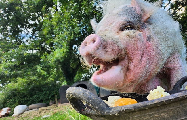 Idlewild Animal Sanctuary Farmhouse Stay - Charity - Foto 26