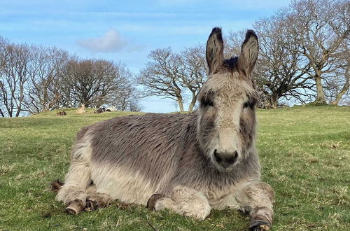 Photo 64 - Idlewild Animal Sanctuary Farmhouse Stay - Charity