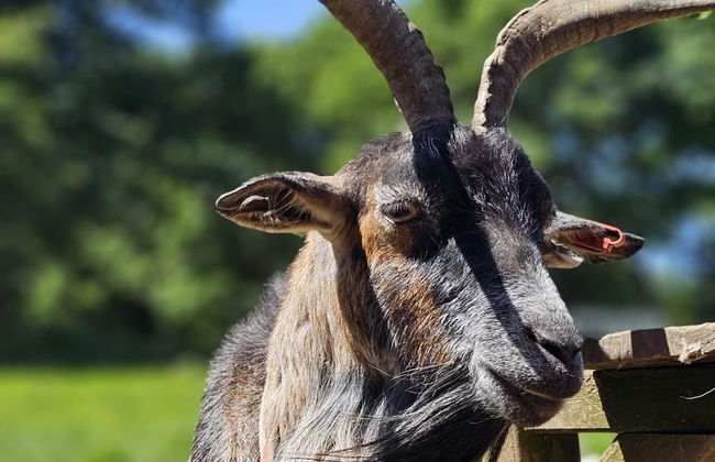 Idlewild Animal Sanctuary Farmhouse Stay - Charity - Foto 24