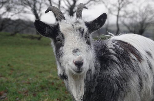 Photo 29 - Animal Sanctuary Holiday Pen Bryn Twrw - Charity