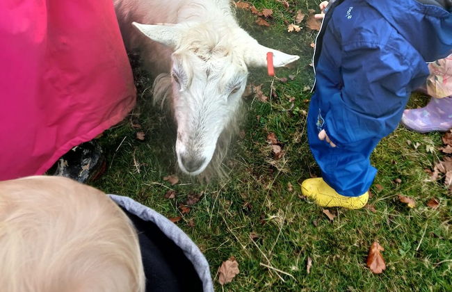 Idlewild Animal Sanctuary Farmhouse Stay - Charity - Foto 28