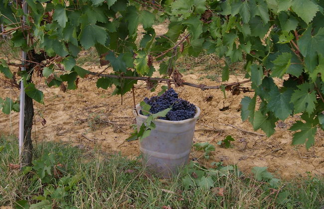 Agriturismo Le Baccane - Foto 59