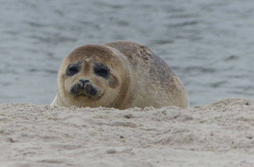 Foto 42 - Frische Brise