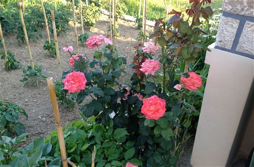Photo 25 - Adria - With Beautiful Garden - A3