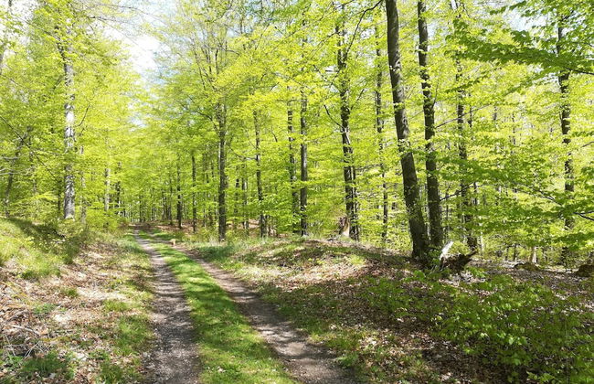 Silbecke Forest View Apartment - Foto 23