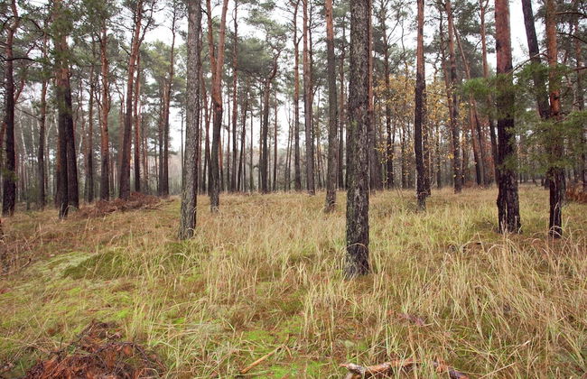 Holiday Home in the Forest - Foto 20