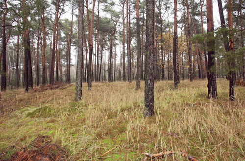 Photo 20 - Holiday Home in the Forest