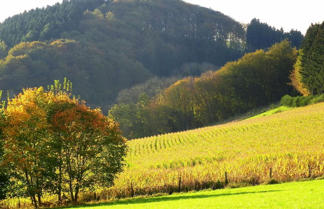 Graceful Holiday Home near Ski Area in Schmallenberg - Foto 31