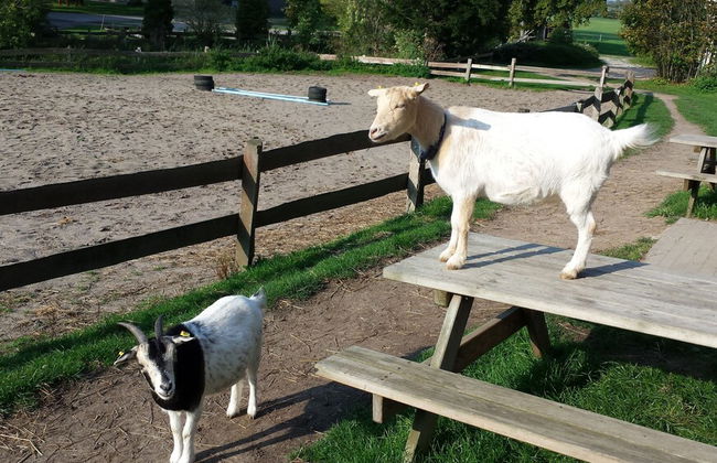 Ferienhof Gut Oestergaard - Foto 49