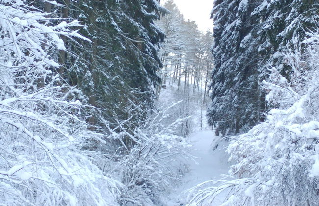 Hellenthal Family Retreat - Foto 39