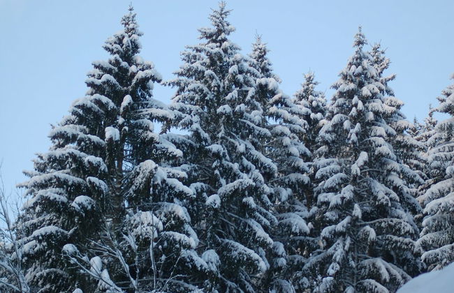 Hellenthal Family Retreat - Foto 40