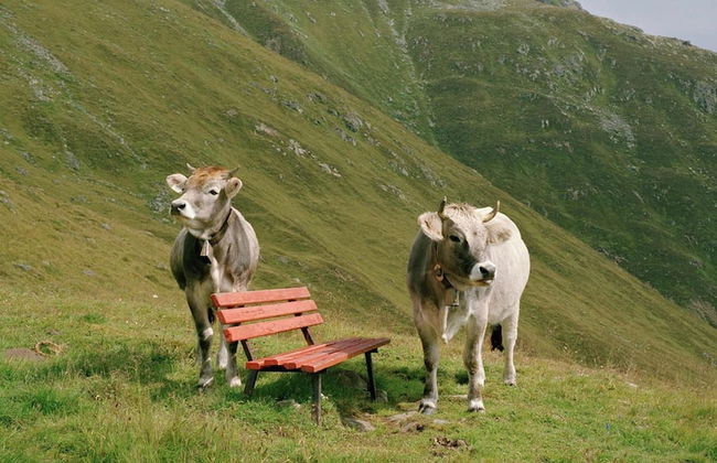 Cosy Holiday Flat Close to the ski Area - Foto 19