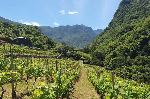 Photo 41 - Terrabona Nature & Vineyards