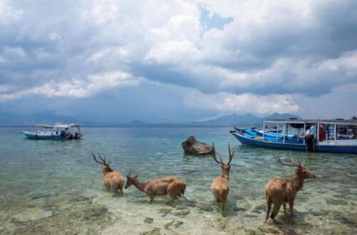 Foto 33 - Maha Nusa Menjangan