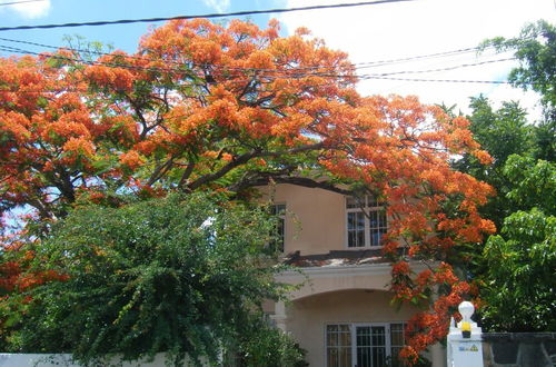 Photo 44 - Villa Sirandane, Baie Du Tombeau