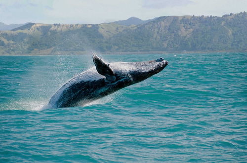 Photo 17 - Ocean Escape by Avantstay 10 Min to Makaha Beach Brand New Ocean Views