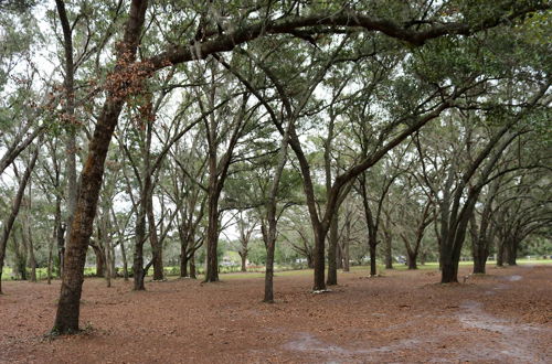 Photo 4 - Valrico Retreat w/ Fire Pit ~ 18 Mi to Tampa