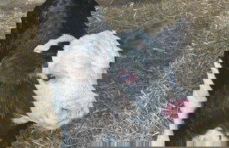 Foto 1 - Cozyshepherdshutwithhottub