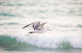 Photo 1 - White Sands Walk to Siesta Beach