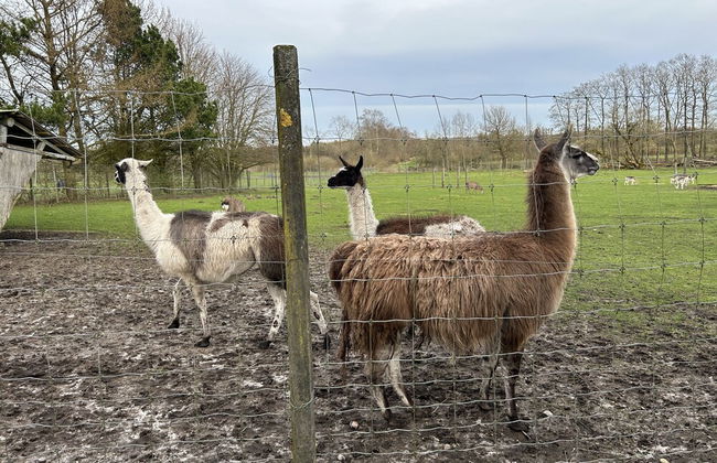 Billund Farm Holiday - Foto 55
